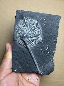 430g super Triassic Natural crinoid specimen Geologic rock