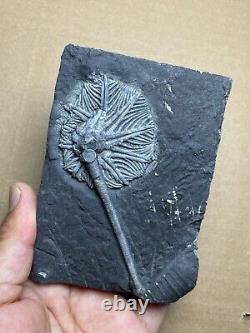 430g super Triassic Natural crinoid specimen Geologic rock