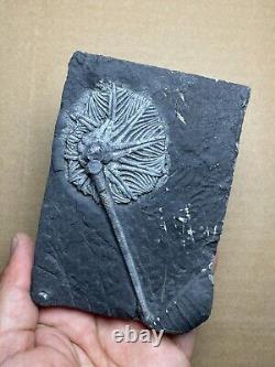 430g super Triassic Natural crinoid specimen Geologic rock