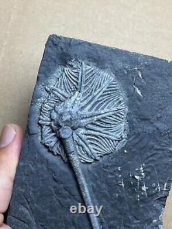 430g super Triassic Natural crinoid specimen Geologic rock