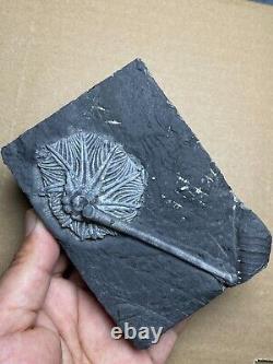 430g super Triassic Natural crinoid specimen Geologic rock