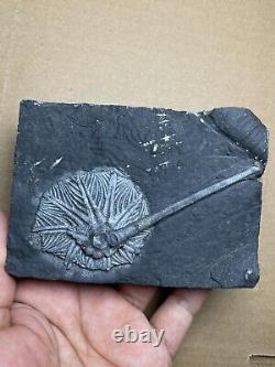 430g super Triassic Natural crinoid specimen Geologic rock