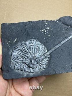 430g super Triassic Natural crinoid specimen Geologic rock