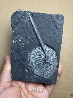 430g super Triassic Natural crinoid specimen Geologic rock