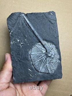 430g super Triassic Natural crinoid specimen Geologic rock