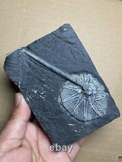 430g super Triassic Natural crinoid specimen Geologic rock