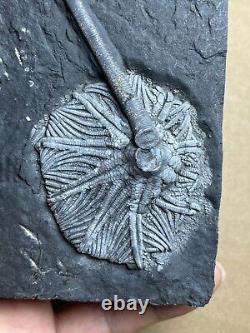 430g super Triassic Natural crinoid specimen Geologic rock