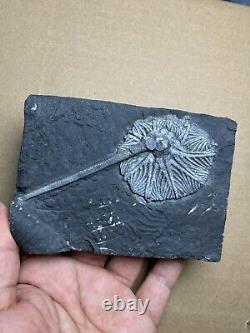 430g super Triassic Natural crinoid specimen Geologic rock