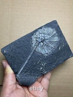 430g super Triassic Natural crinoid specimen Geologic rock