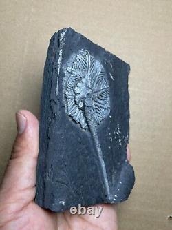 430g super Triassic Natural crinoid specimen Geologic rock