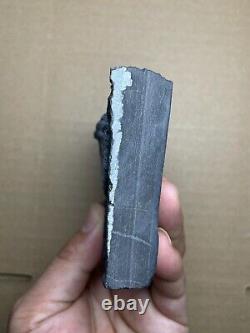 430g super Triassic Natural crinoid specimen Geologic rock