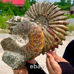 8.18LB Natural Super Conch Fossil Crystal Carved Specimen Healing