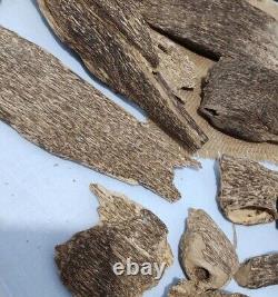Collectibles 100 Grams Super Sumatra Arabic Black Natural Agarwood Oud Aquilaria
