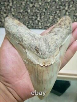Collectibles Indonesian Super Rare Giant NATURAL Megalodon Real Teeth 6,8 Inch