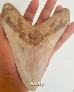 Collectibles Indonesian Super Rare Giant NATURAL Megalodon Real Teeth 6,8 Inch