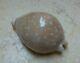 Cypraea camelopardalis 65 mm F+++ F++++ stunning shell super natural glossy