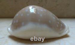 Cypraea camelopardalis 65 mm F+++ F++++ stunning shell super natural glossy