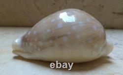 Cypraea camelopardalis 65 mm F+++ F++++ stunning shell super natural glossy