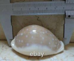 Cypraea camelopardalis 65 mm F+++ F++++ stunning shell super natural glossy