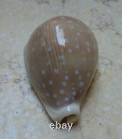 Cypraea camelopardalis 65 mm F+++ F++++ stunning shell super natural glossy