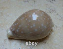 Cypraea camelopardalis 65 mm F+++ F++++ stunning shell super natural glossy