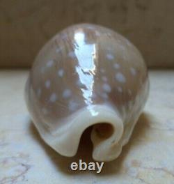 Cypraea camelopardalis 65 mm F+++ F++++ stunning shell super natural glossy