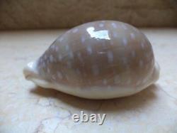 Cypraea camelopardalis 68 m f++++ beige red sea super natural glossy 694