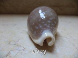 Cypraea camelopardalis 68 m f++++ beige red sea super natural glossy 694