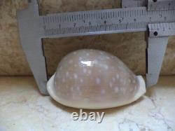 Cypraea camelopardalis 68 m f++++ beige red sea super natural glossy 694