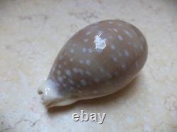 Cypraea camelopardalis 68 m f++++ beige red sea super natural glossy 694