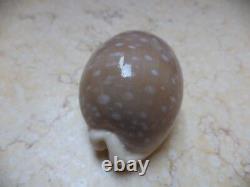 Cypraea camelopardalis 68 m f++++ beige red sea super natural glossy 694