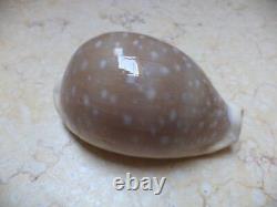 Cypraea camelopardalis 68 m f++++ beige red sea super natural glossy 694