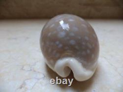 Cypraea camelopardalis 68 m f++++ beige red sea super natural glossy 694