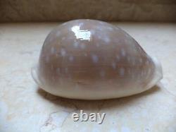 Cypraea camelopardalis 68 m f++++ beige red sea super natural glossy 694