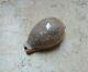 Cypraea camelopardalis 70.5 mm F++++ sea super natural glossy amazing pattern