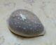 Cypraea camelopardalis 70 mm F++++ red sea shell super natural glossy