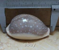 Cypraea camelopardalis 70 mm F++++ red sea shell super natural glossy