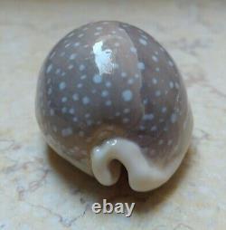 Cypraea camelopardalis 70 mm F++++ red sea shell super natural glossy