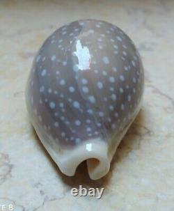 Cypraea camelopardalis 70 mm F++++ red sea shell super natural glossy