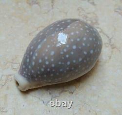 Cypraea camelopardalis 70 mm F++++ red sea shell super natural glossy