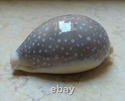 Cypraea camelopardalis 70 mm F++++ red sea shell super natural glossy