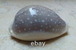 Cypraea camelopardalis 70 mm F++++ red sea shell super natural glossy