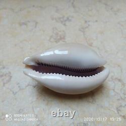 Cypraea camelopardalis 70 mm F++++ red sea shell super natural glossy