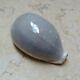 Cypraea camelopardalis 72 mm F++++ red sea shell super natural glossy