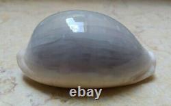 Cypraea camelopardalis 72 mm F++++ red sea shell super natural glossy