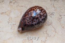 Cypraea pantherina 96.4 mm F++++ GEM sea shell uniqe color super natural glossy