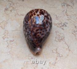 Cypraea pantherina 96.4 mm F++++ GEM sea shell uniqe color super natural glossy