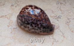 Cypraea pantherina 96.4 mm F++++ GEM sea shell uniqe color super natural glossy