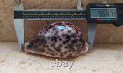 Cypraea pantherina 96.4 mm F++++ GEM sea shell uniqe color super natural glossy