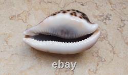 Cypraea pantherina 96.4 mm F++++ GEM sea shell uniqe color super natural glossy